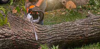 Best Tree Maintenance Programs  in Chepachet, RI